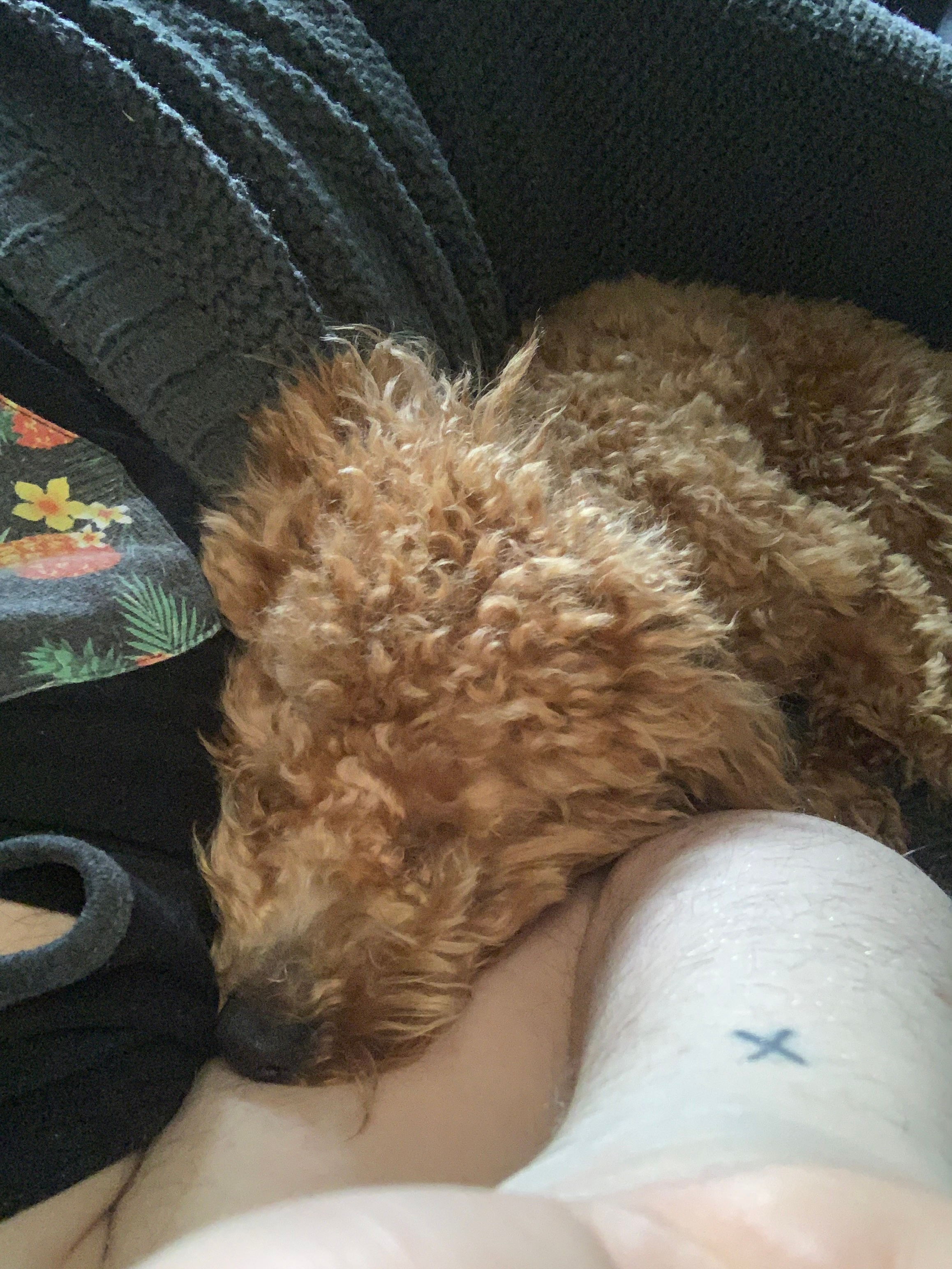 Poodle Puppy for Adoption
