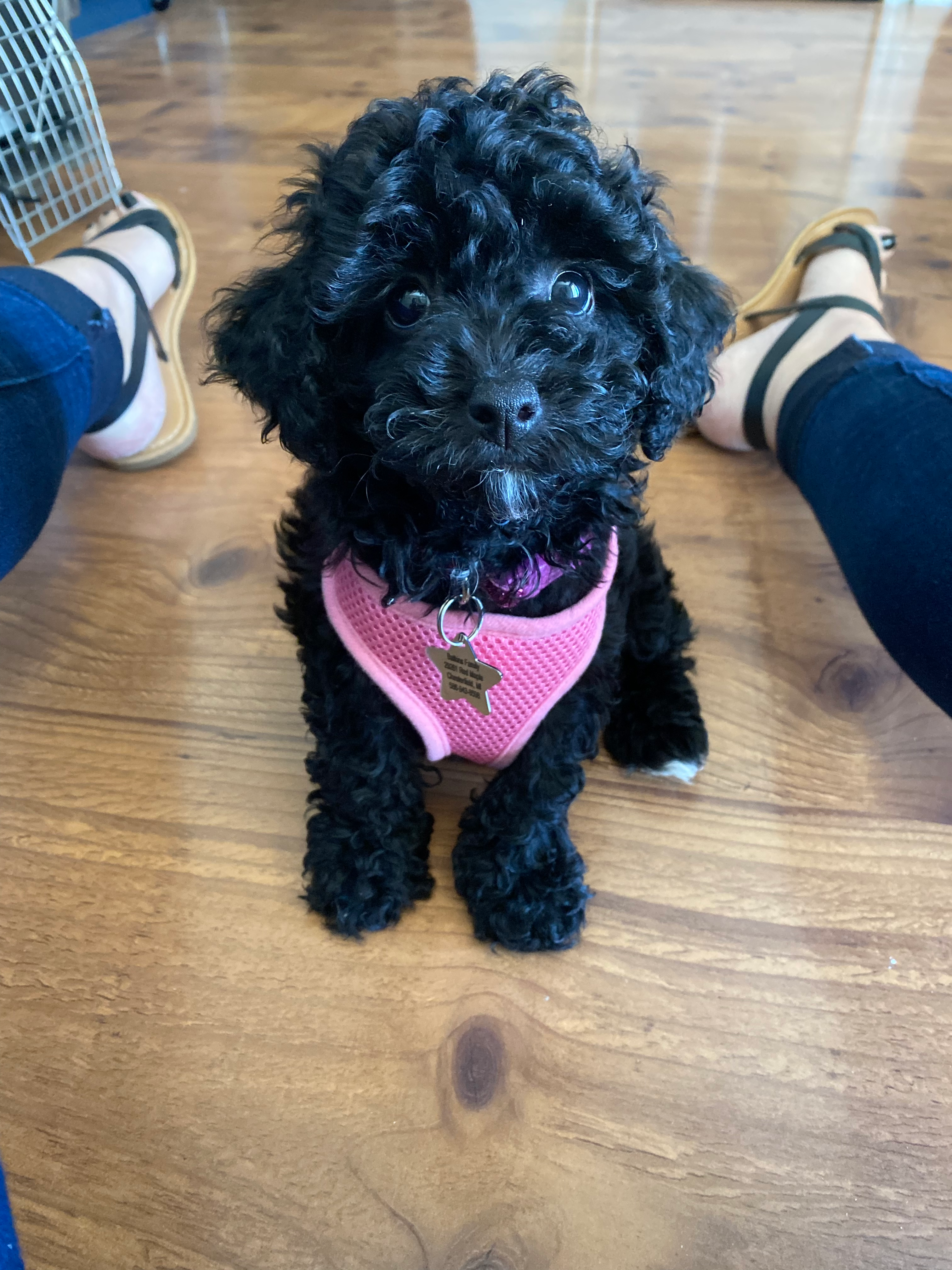Best Poodle Baby
