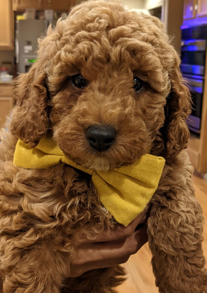 Poodle Pup Being Cute