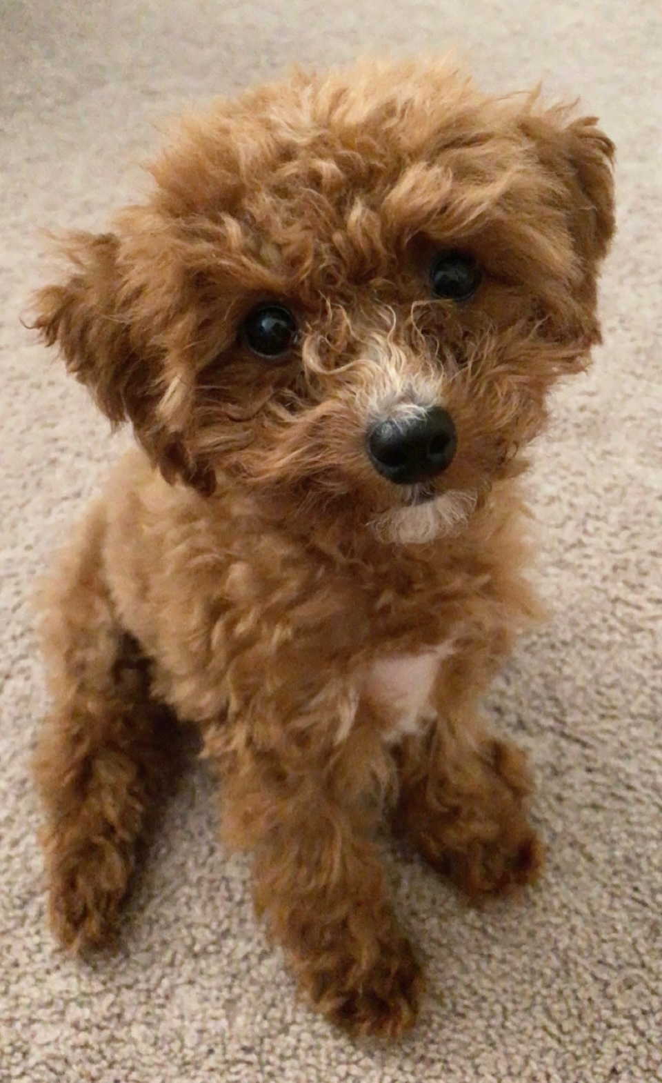 Small Poodle Baby