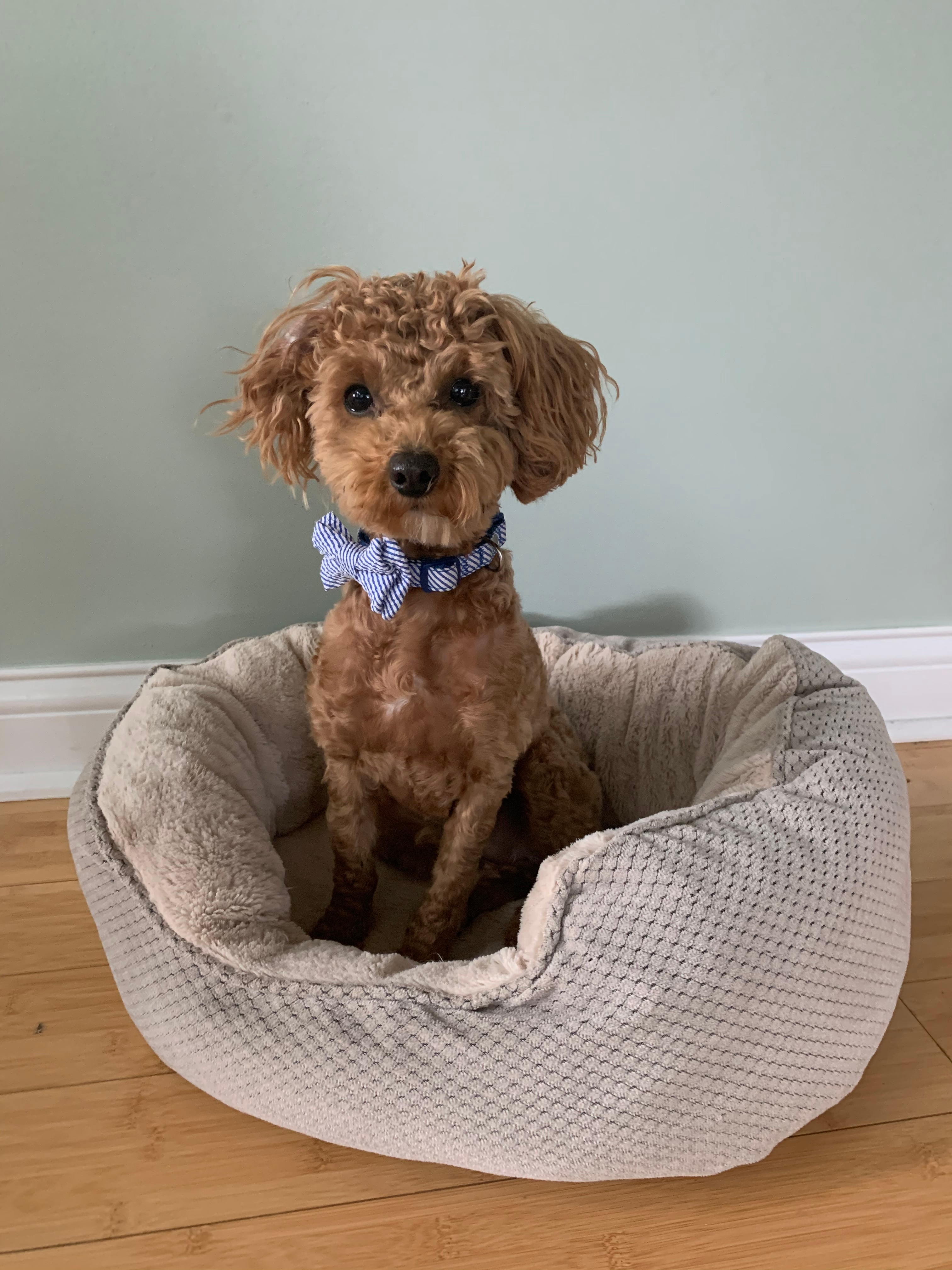 Energetic Pudle Purebred Puppy