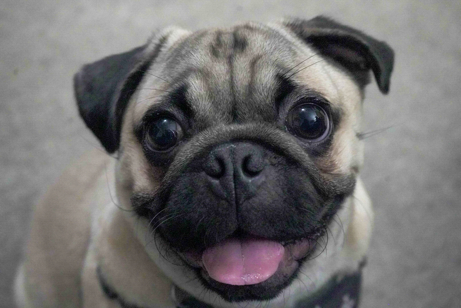 Pug Pup Being Cute