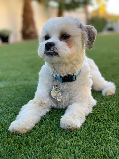 Teddy Bear Puppy for Adoption