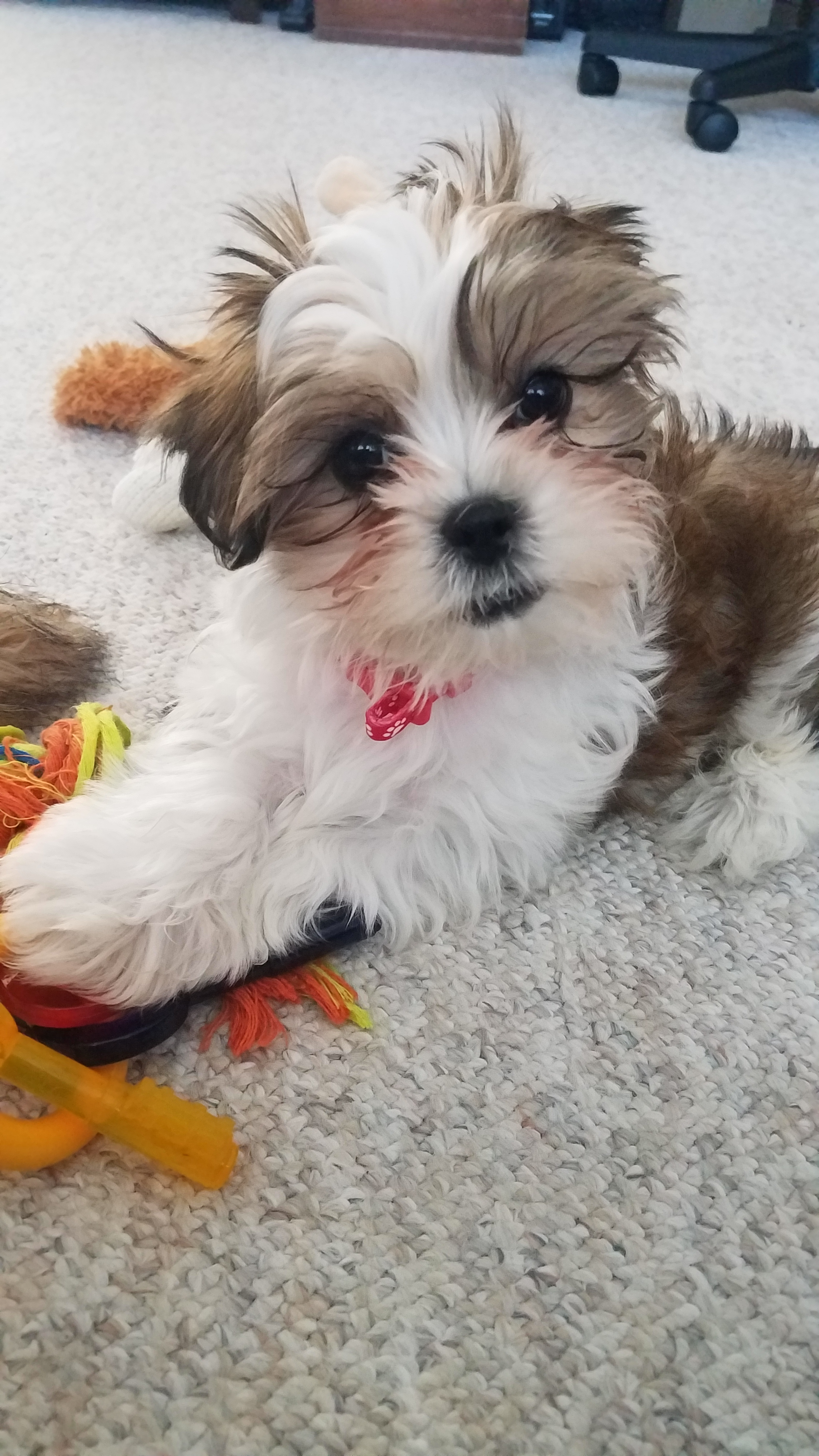 Best Teddy Bear Baby