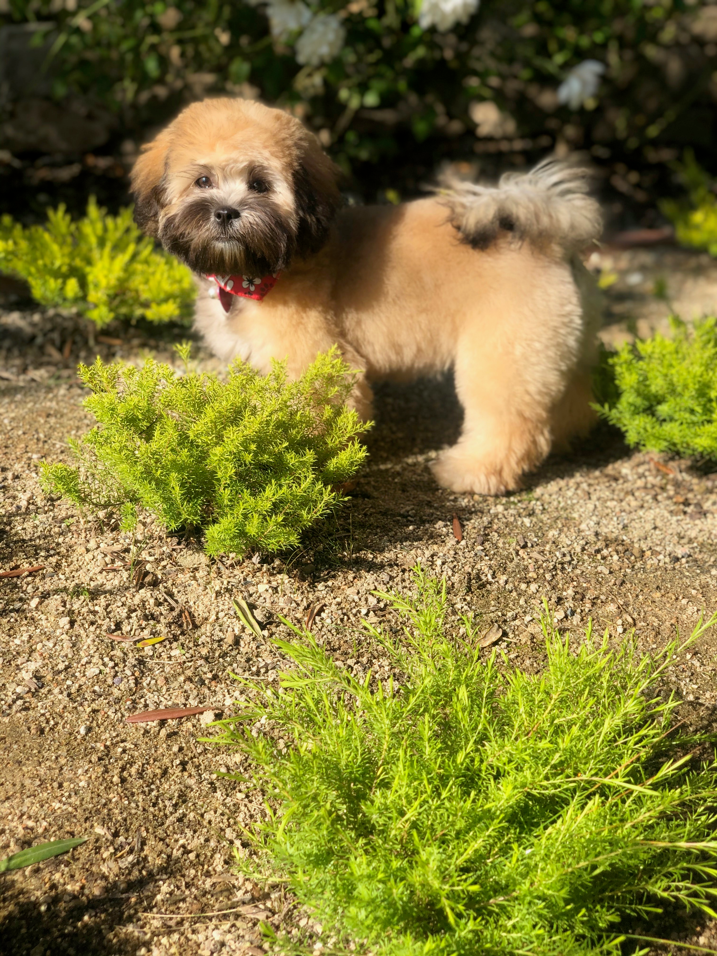 Playful Shihpoo Poodle Mix Puppy