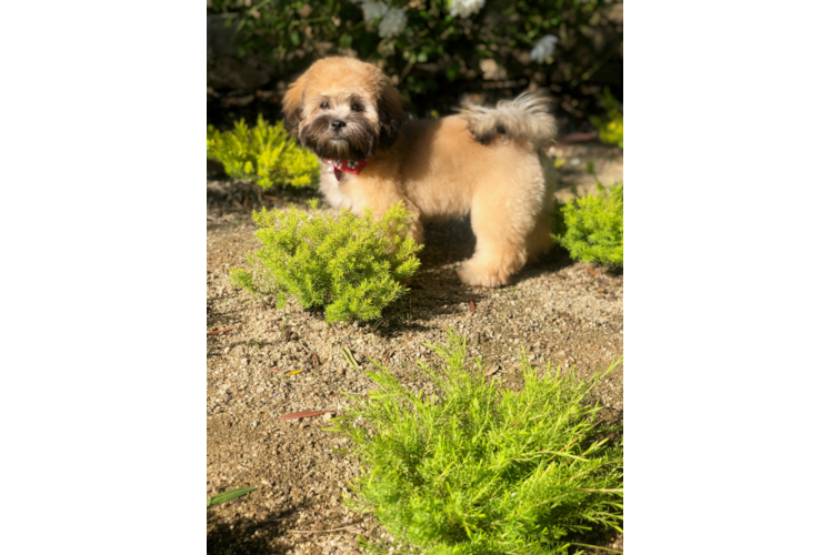 Playful Shihpoo Poodle Mix Puppy
