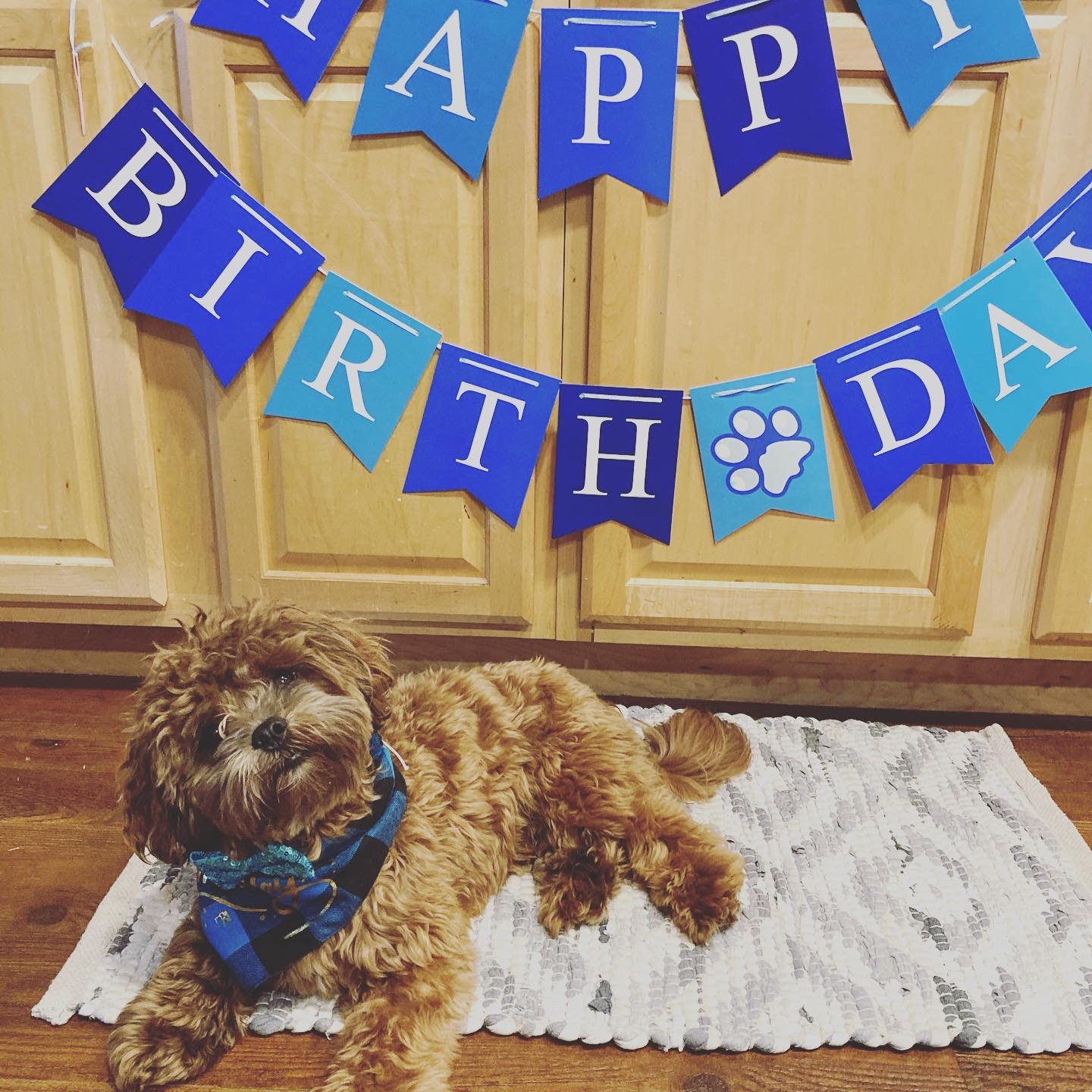 Best Shih Poo Baby