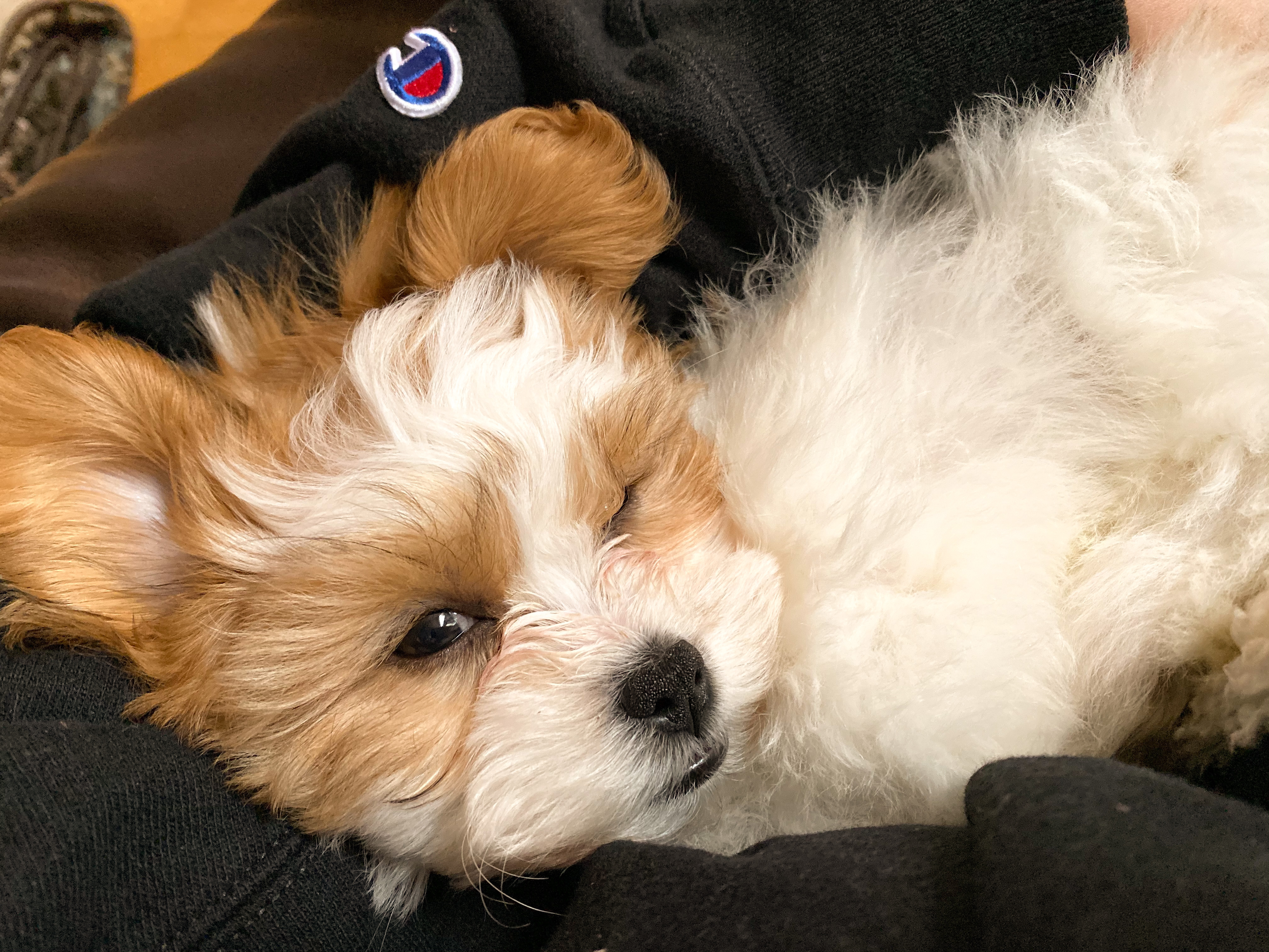 Teddy Bear Puppy for Adoption