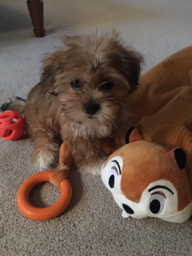 Shorkie Being Cute