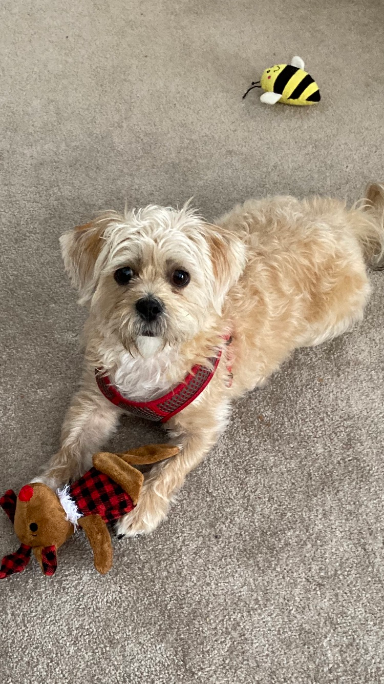 Shorkie Pup Being Cute