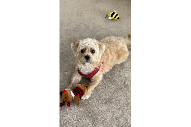 Shorkie Pup Being Cute