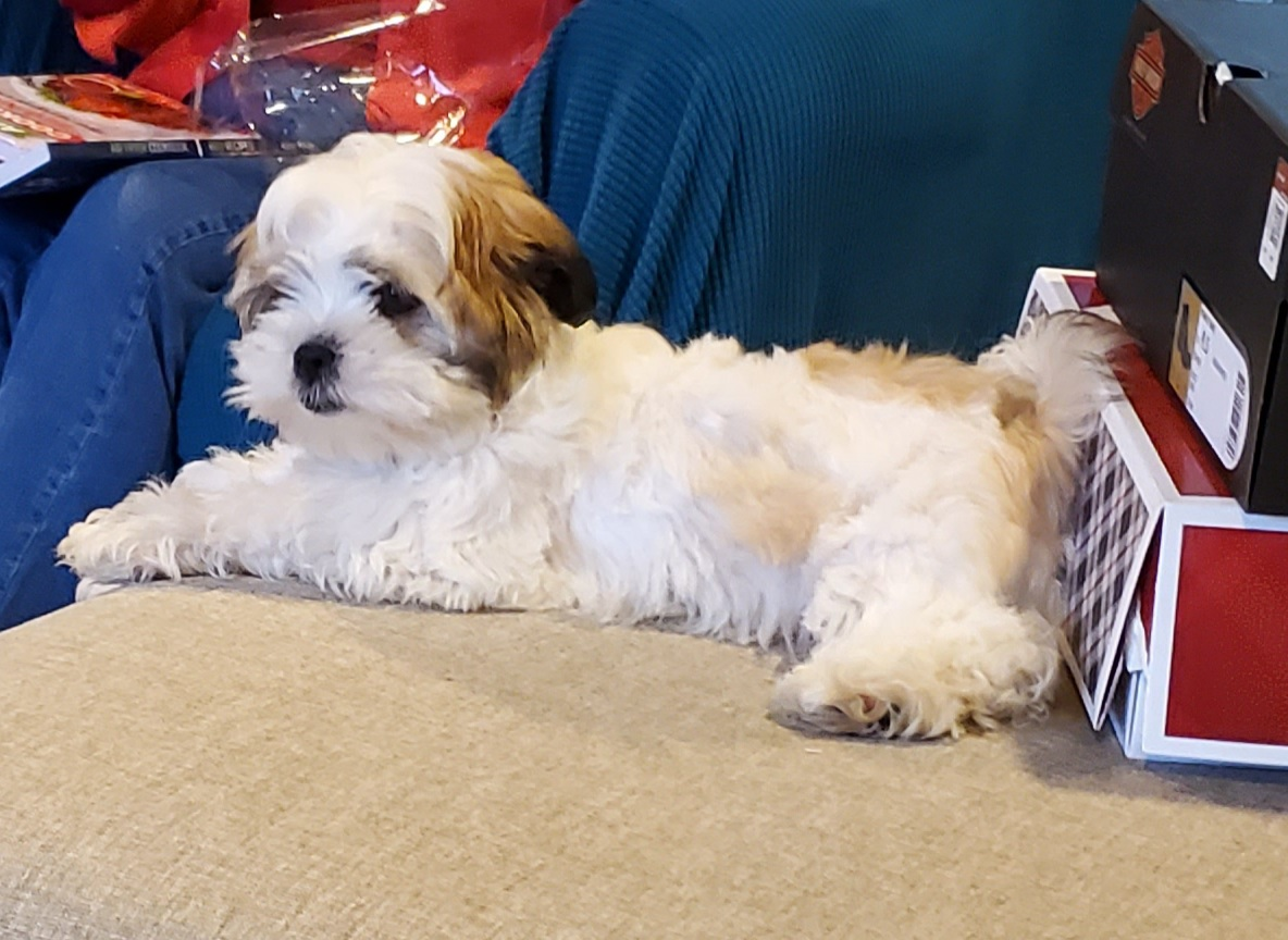 Petite Teddy Bear Designer Pup