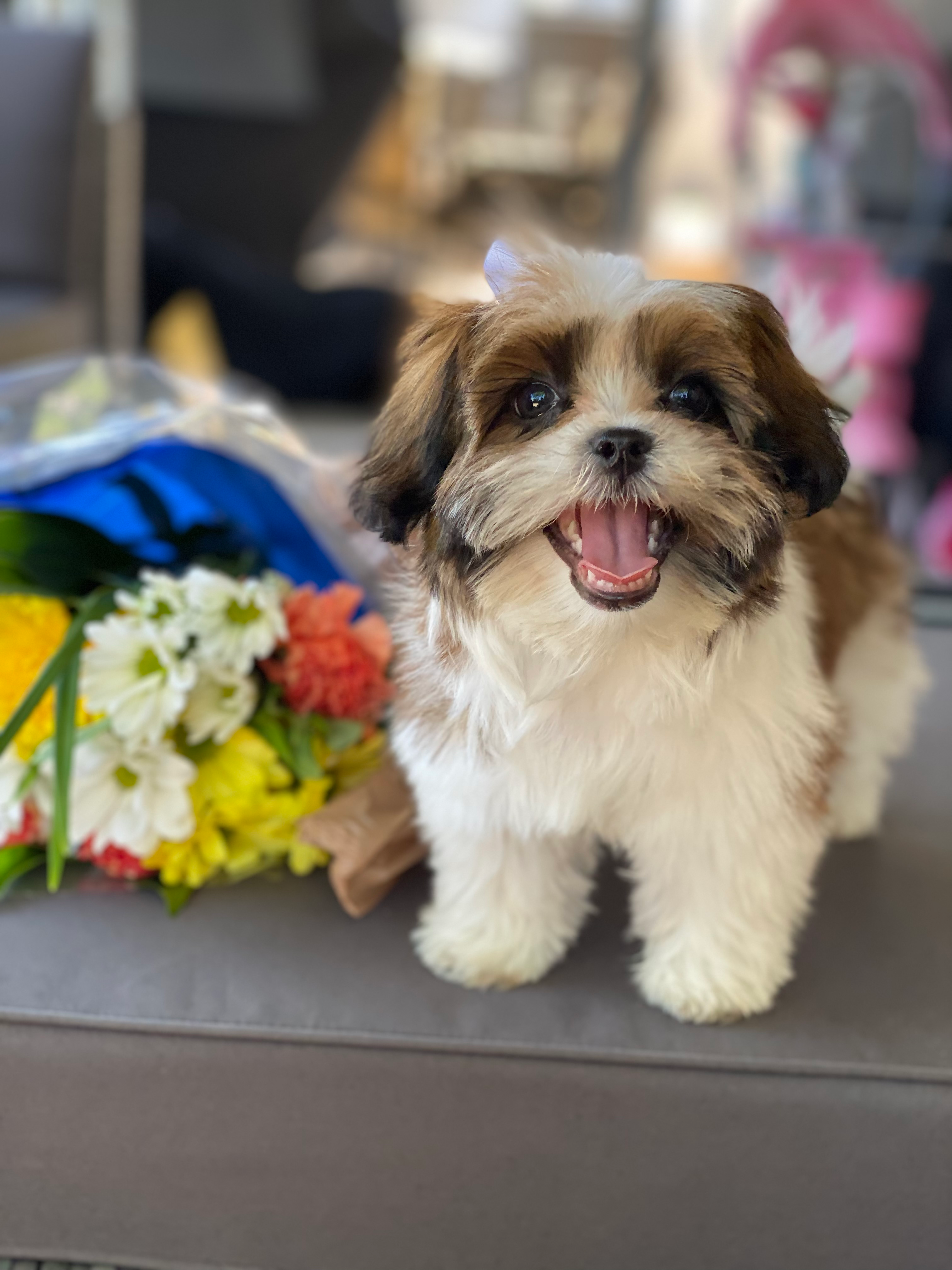 Hypoallergenic Shitzu Designer Puppy
