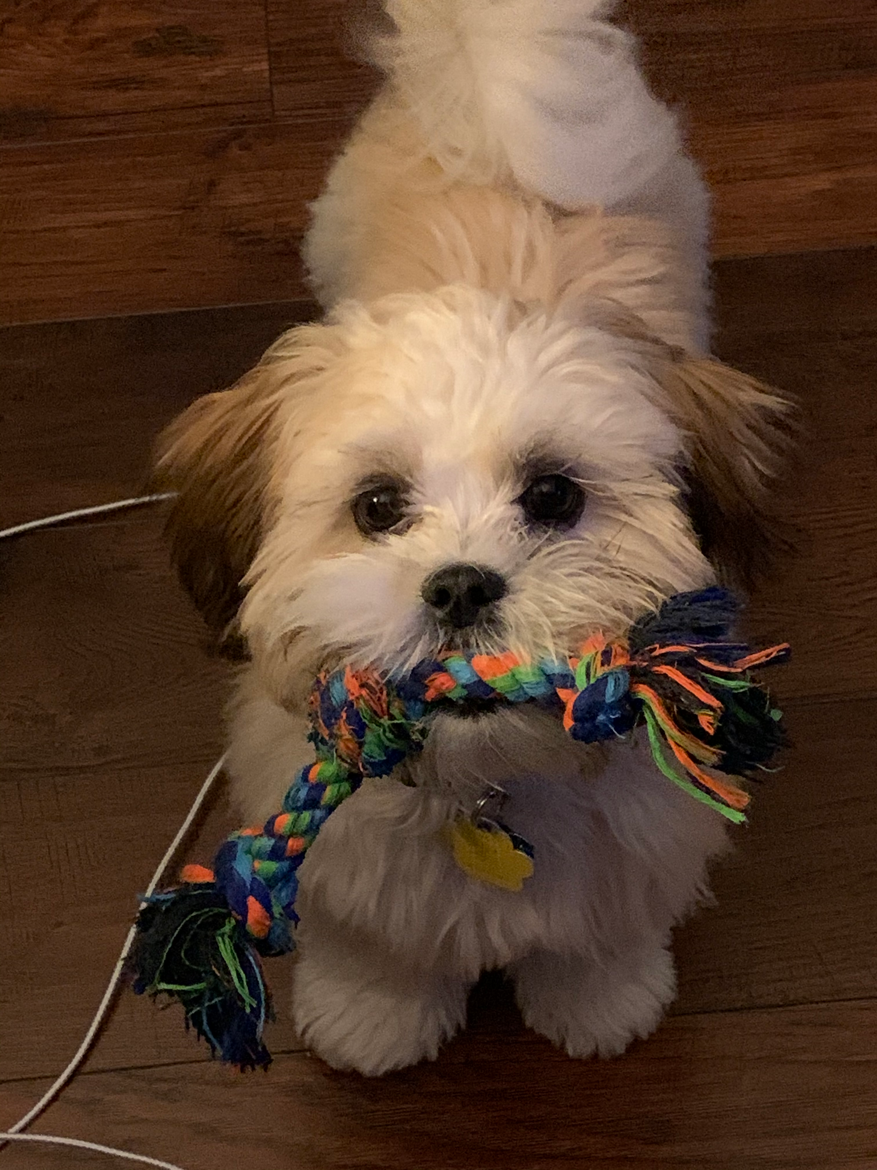 Adorable Shi Chon Designer Puppy