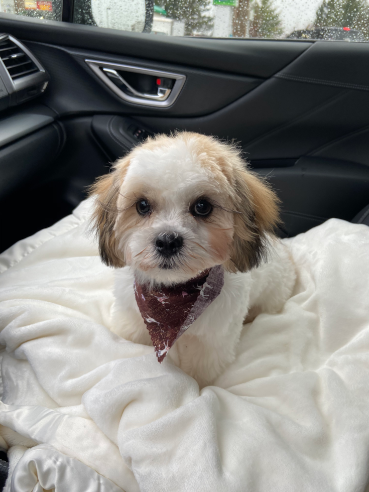 Teddy Bear Being Cute