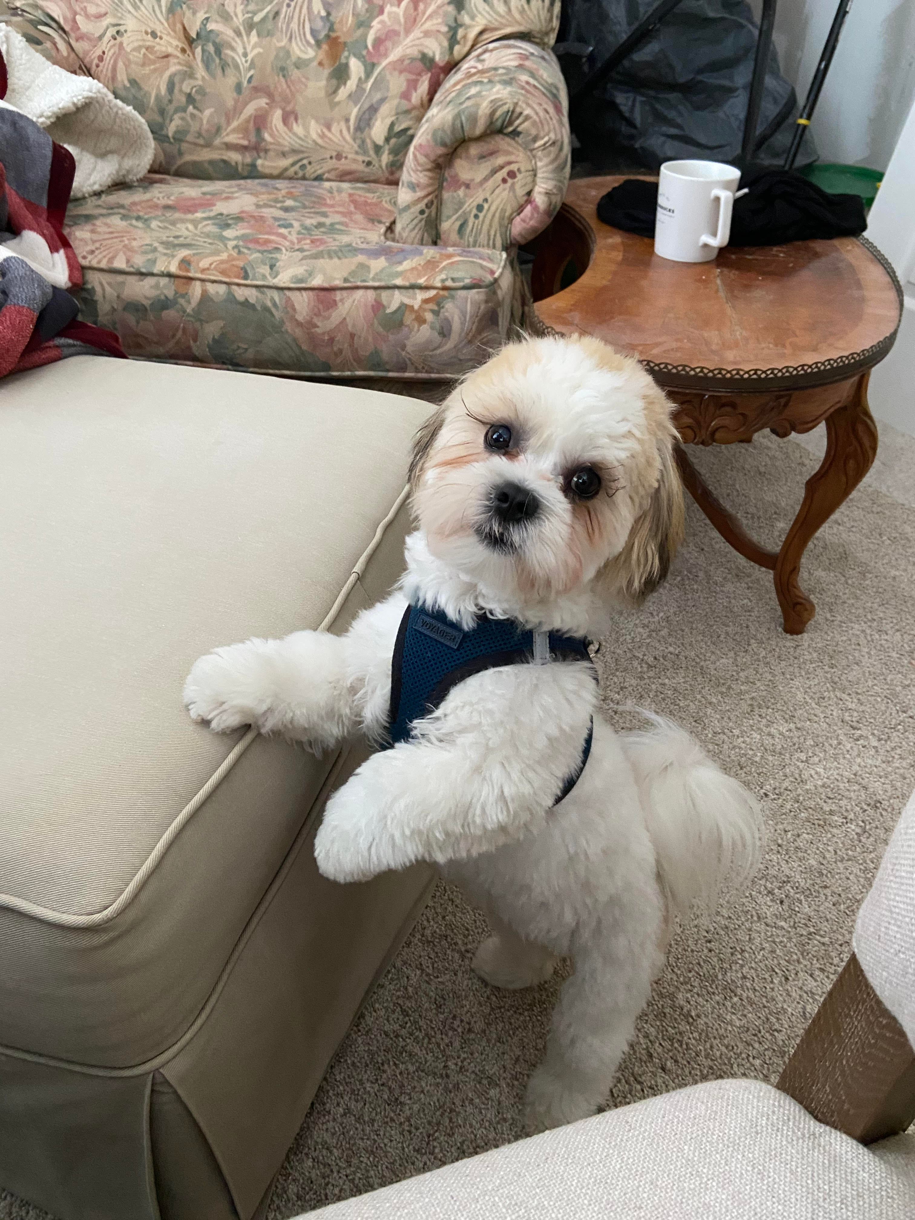 Teddy Bear Pup Being Cute