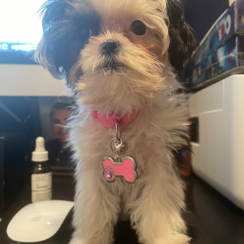Energetic Shichon Designer Pup