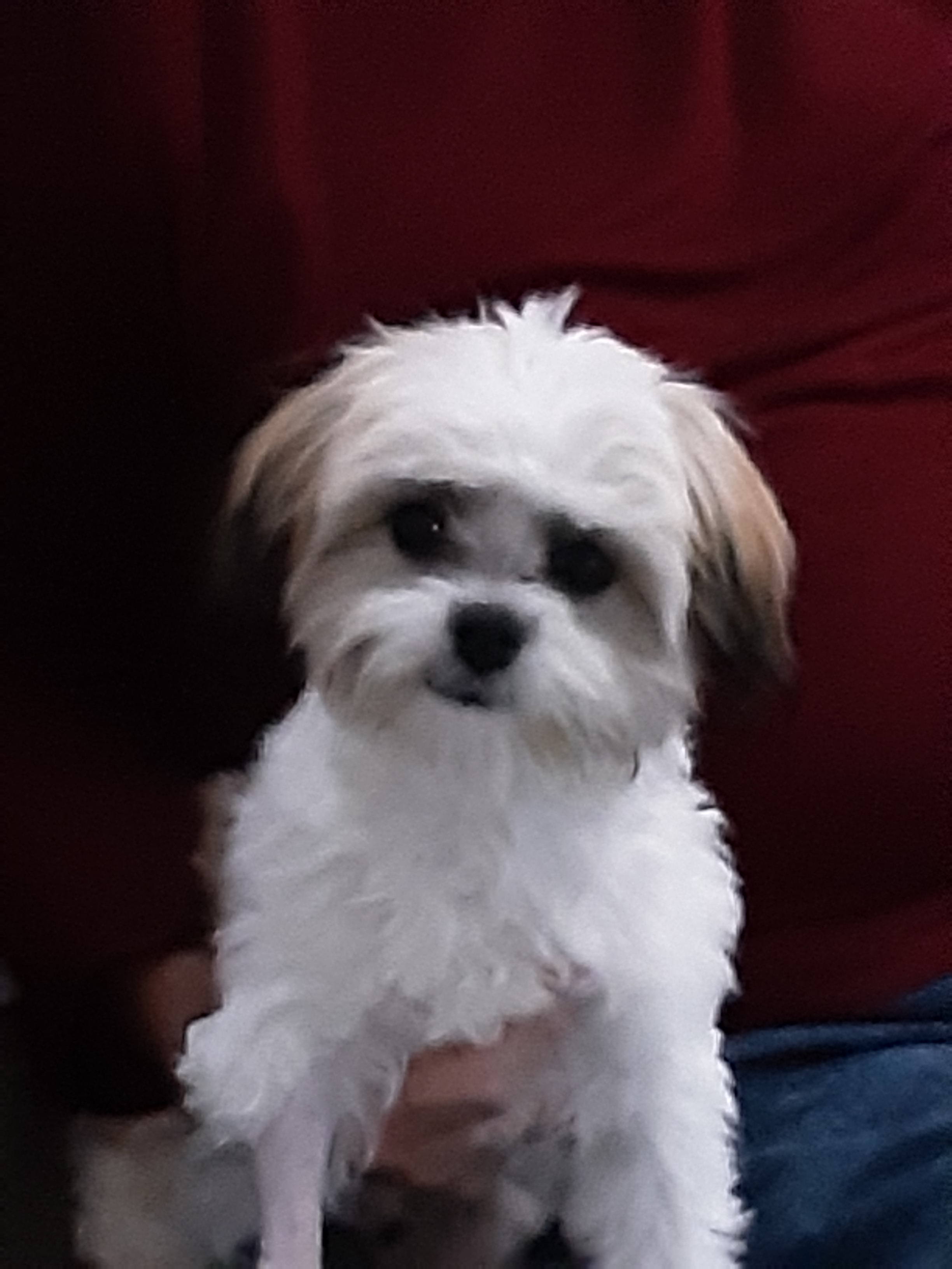 Small Teddy Bear Baby