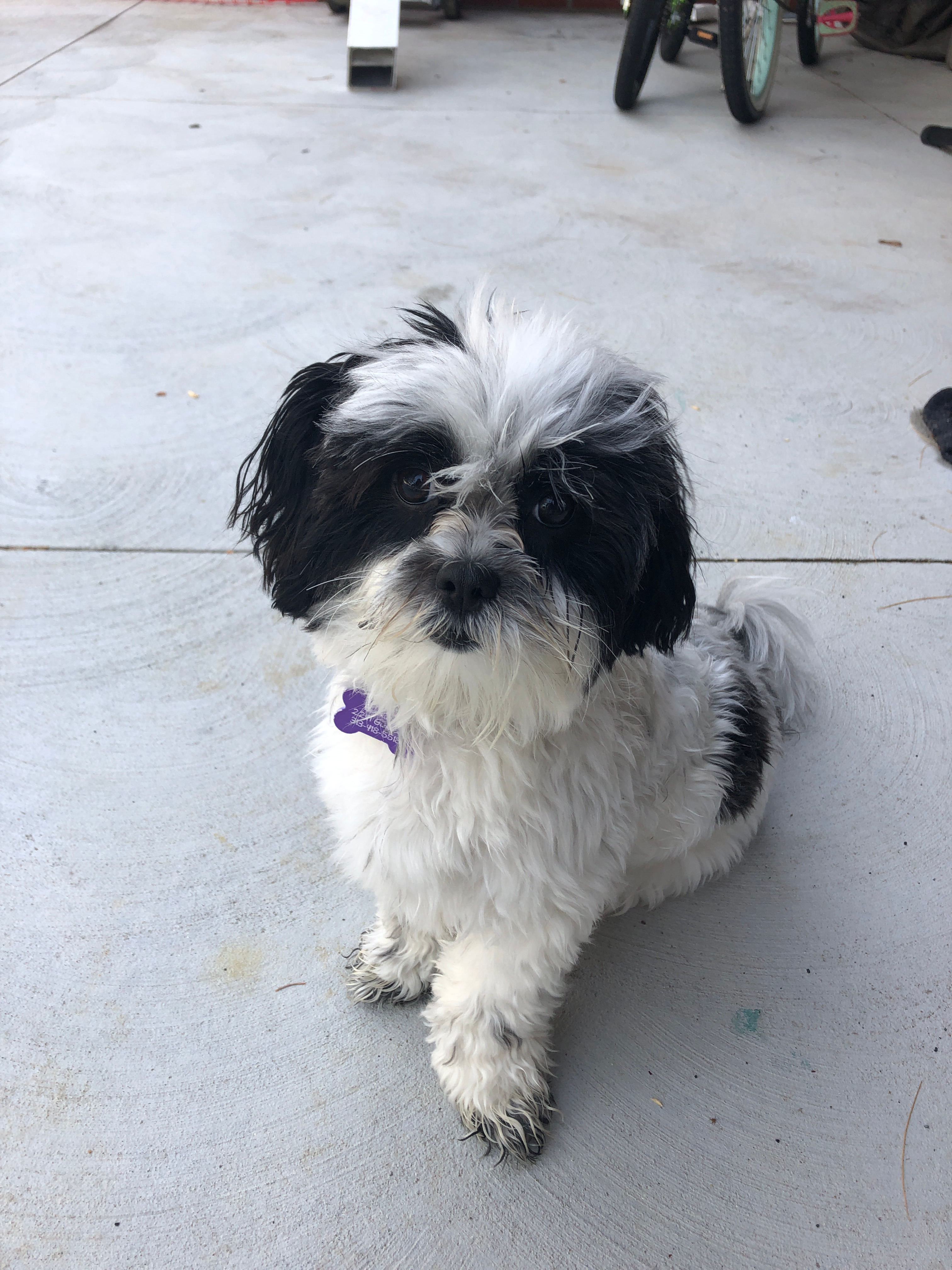 Energetic Shichon Designer Puppy
