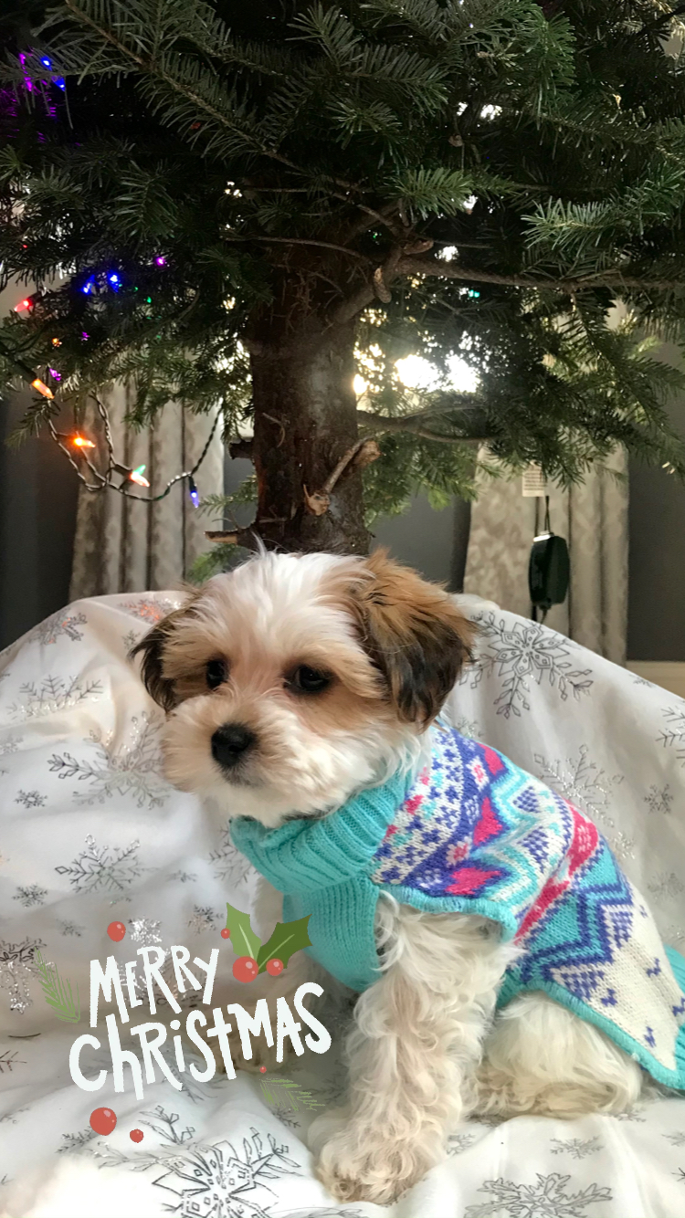 Friendly Teddy Bear Baby