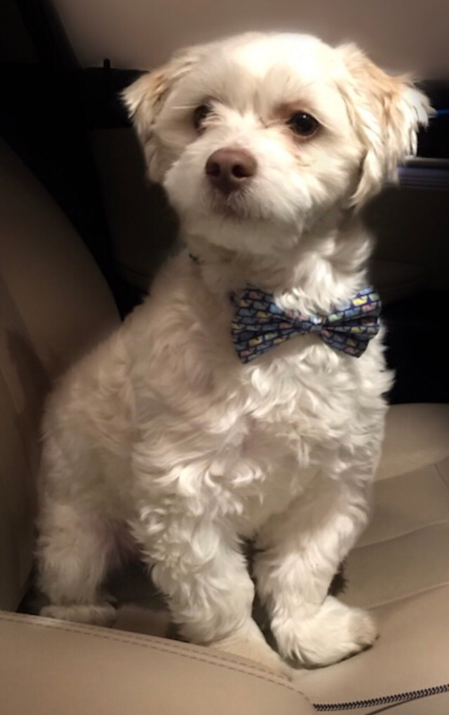 Teddy Bear Pup Being Cute