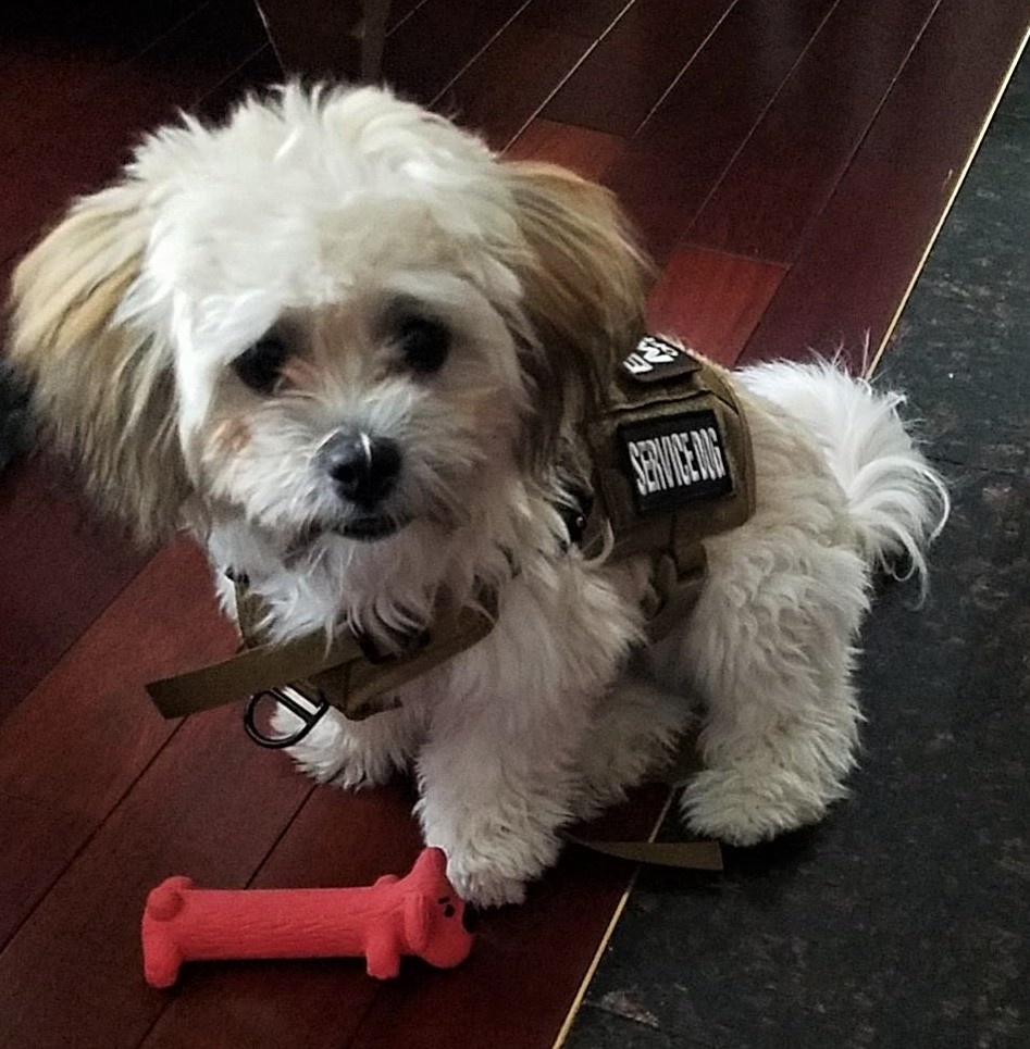 Energetic Shitzu Designer Puppy