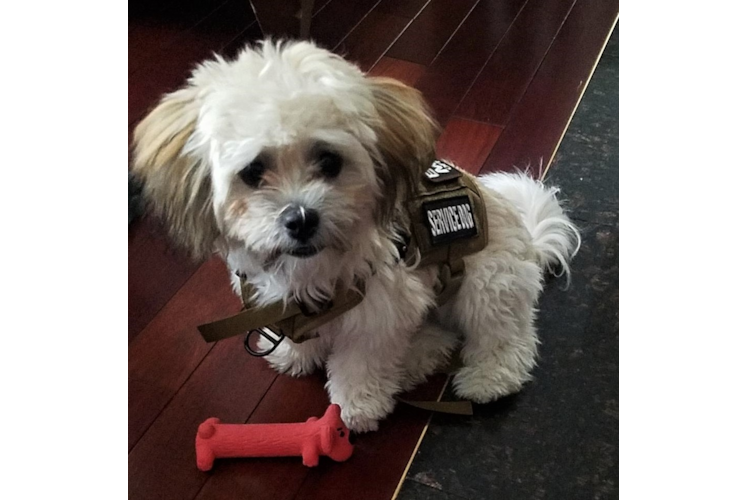 Energetic Shitzu Designer Puppy