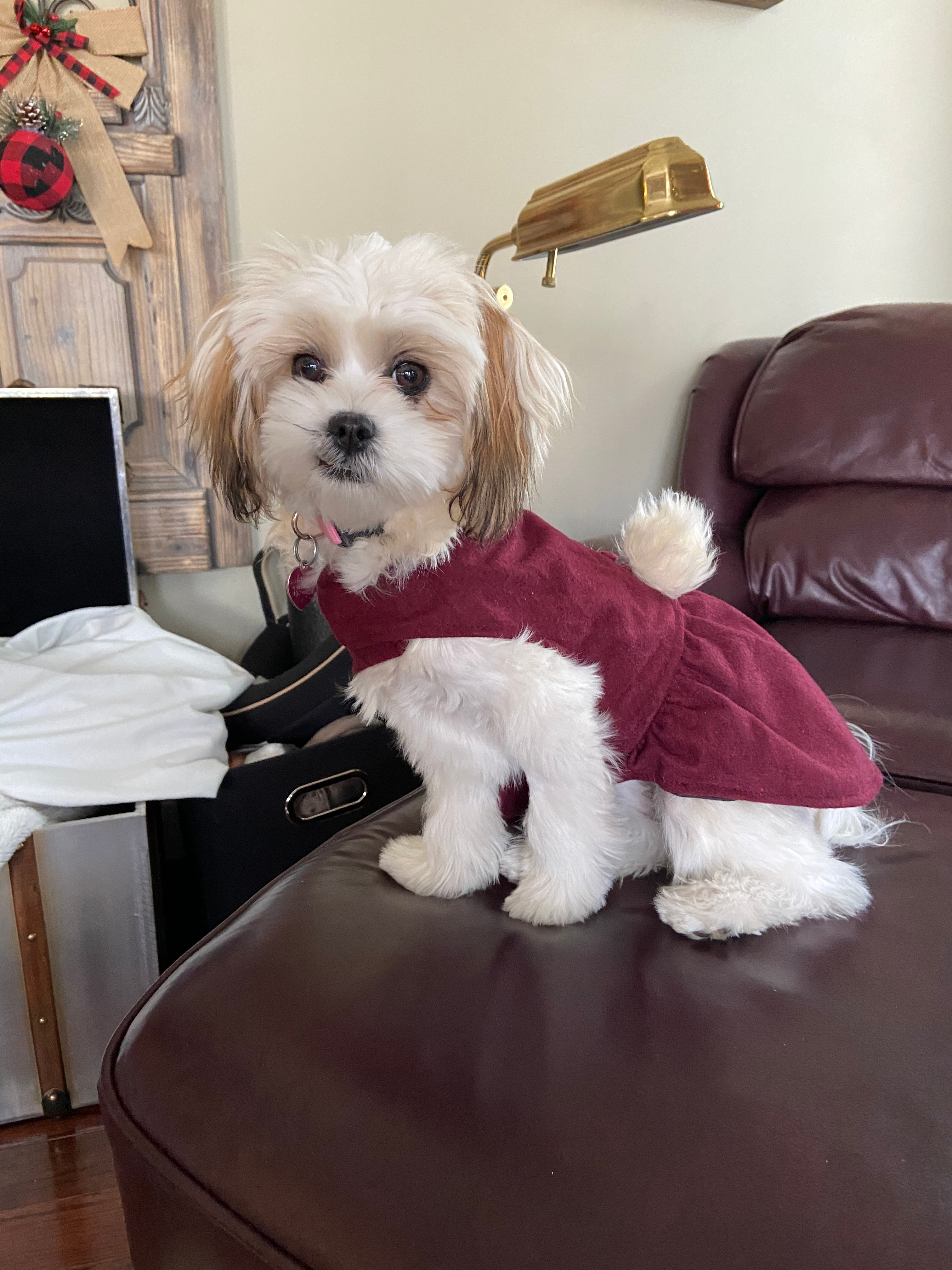 Teddy Bear Puppy for Adoption
