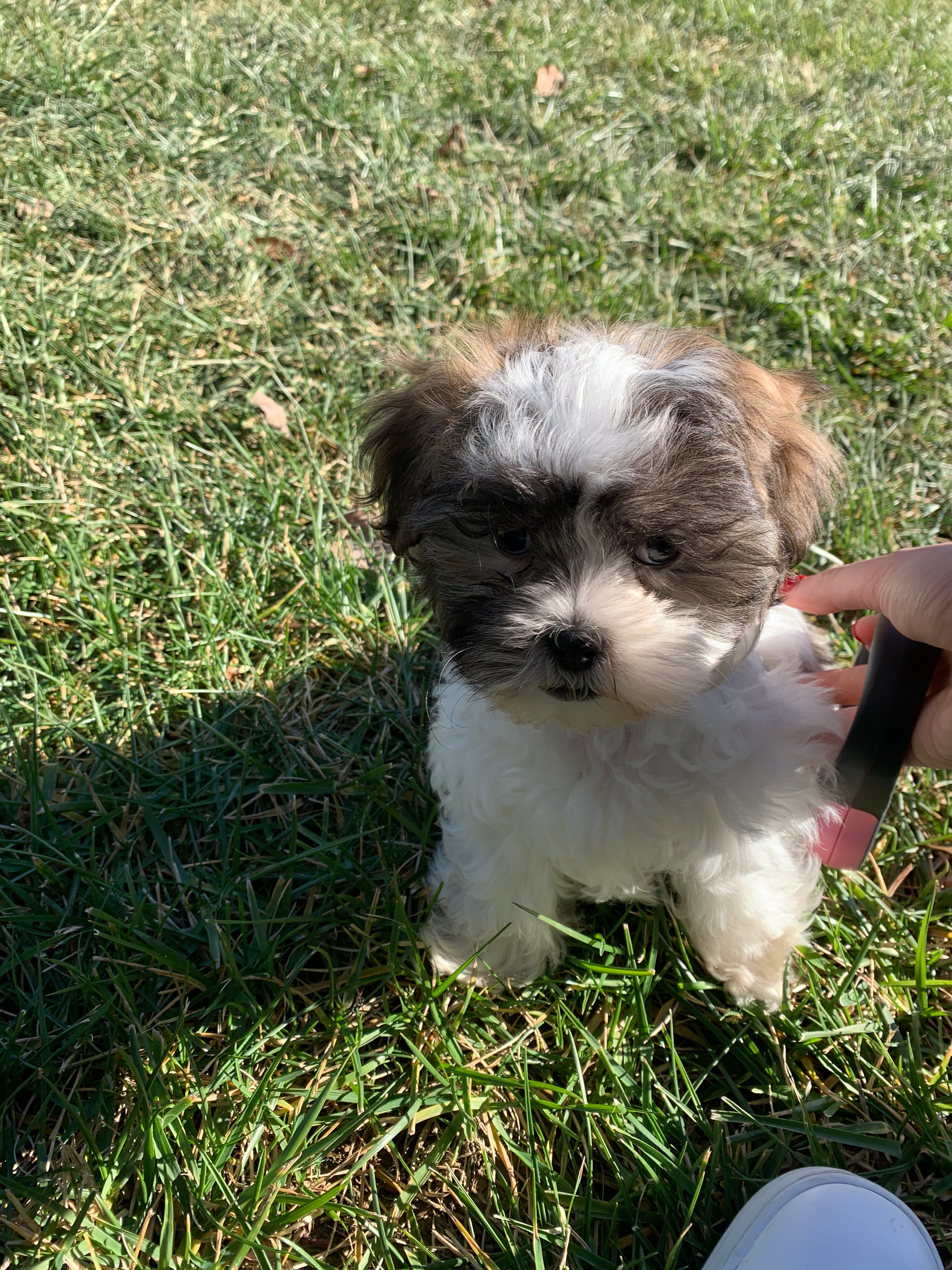 Teddy Bear Puppy for Adoption