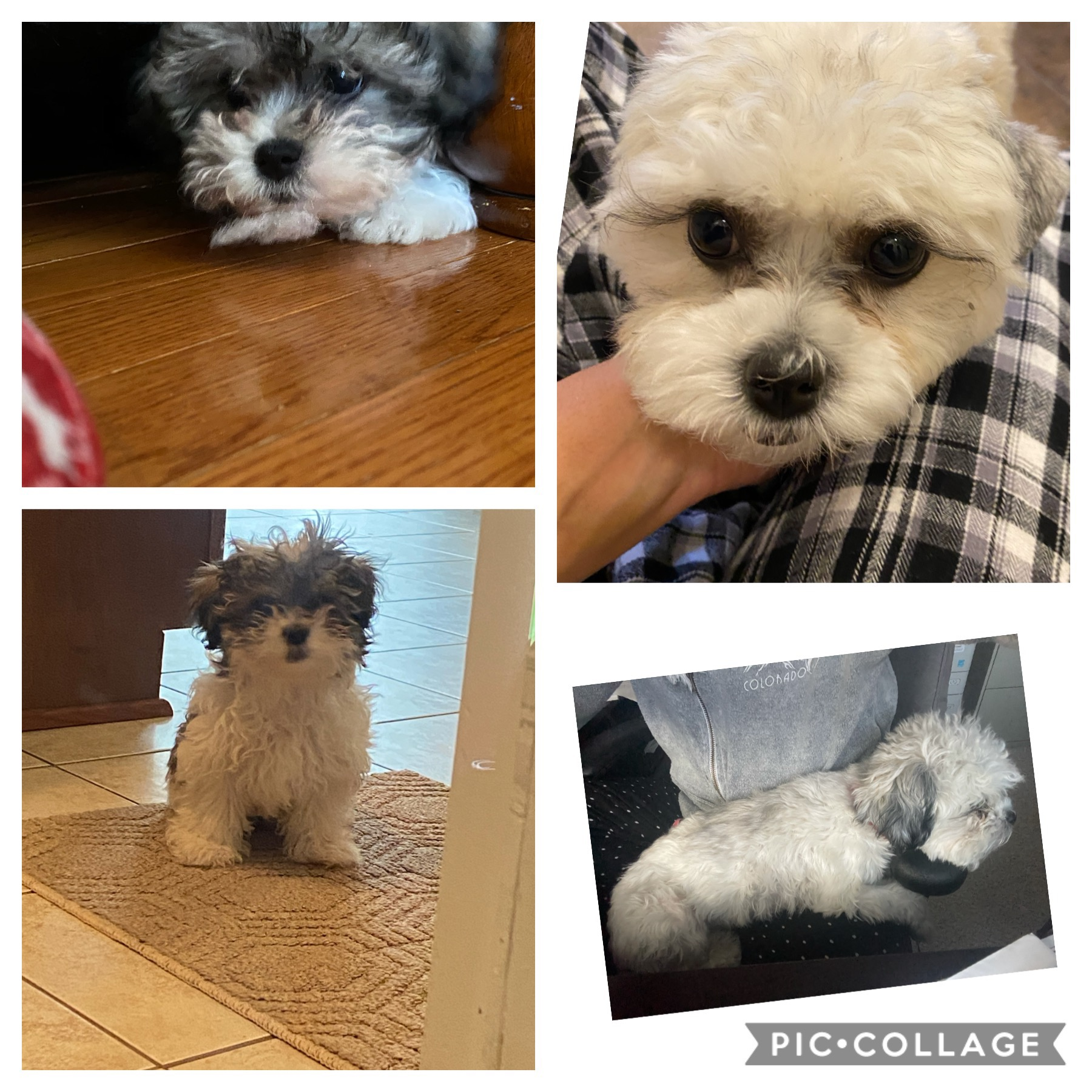 Hypoallergenic Shitzu Designer Puppy