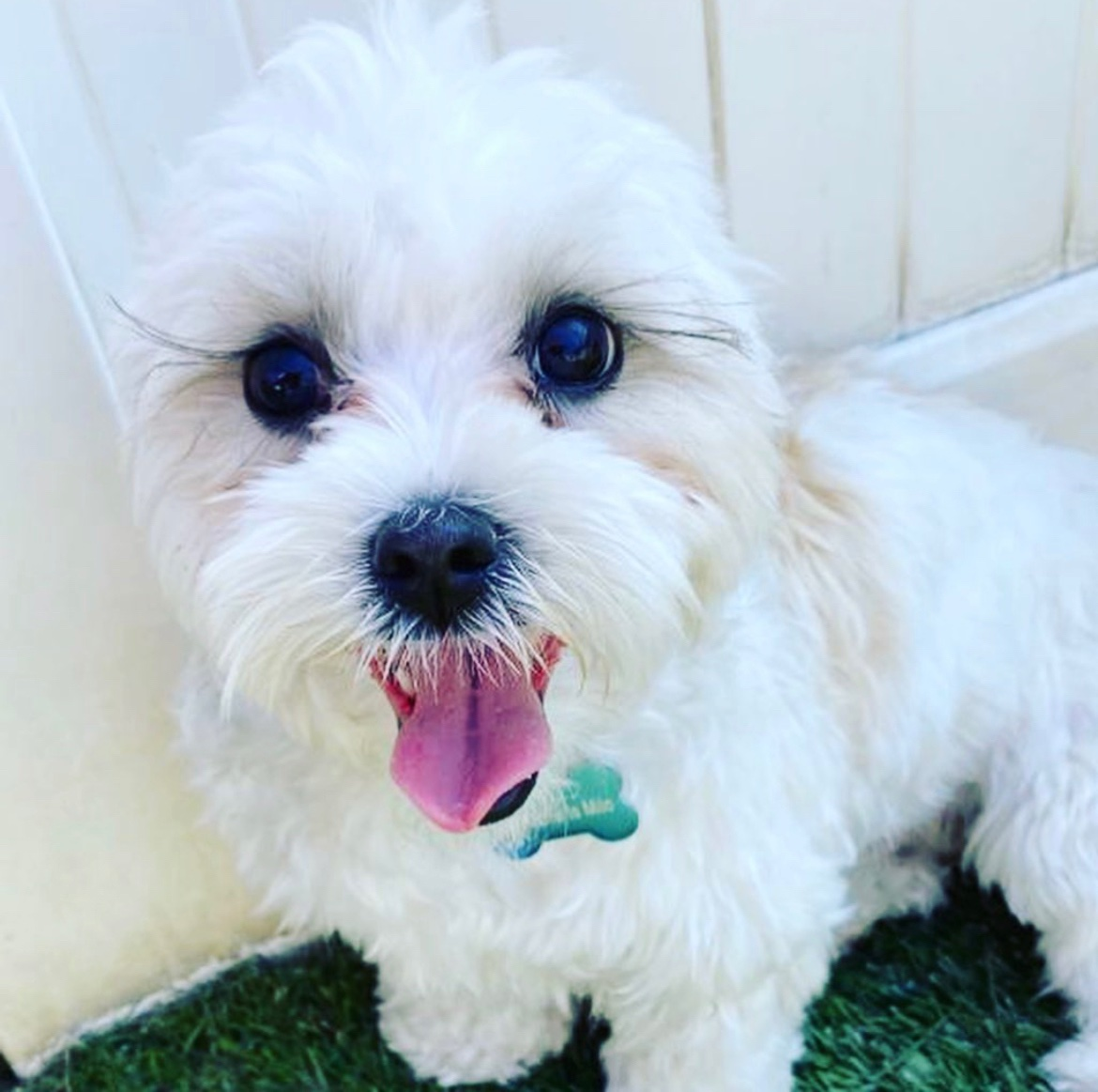 Teddy Bear Puppy for Adoption