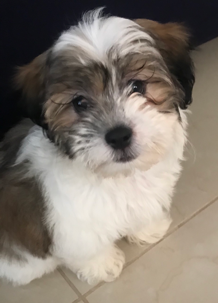 Playful Shichon Designer Pup