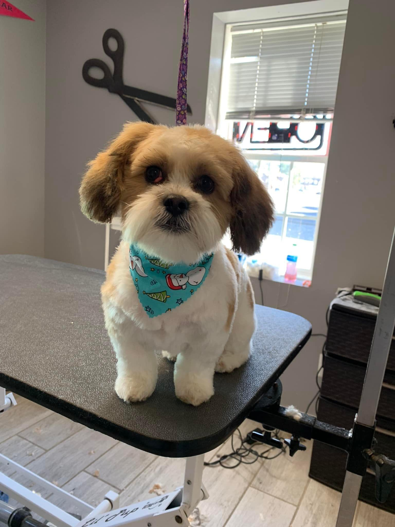 Energetic Shichon Designer Puppy
