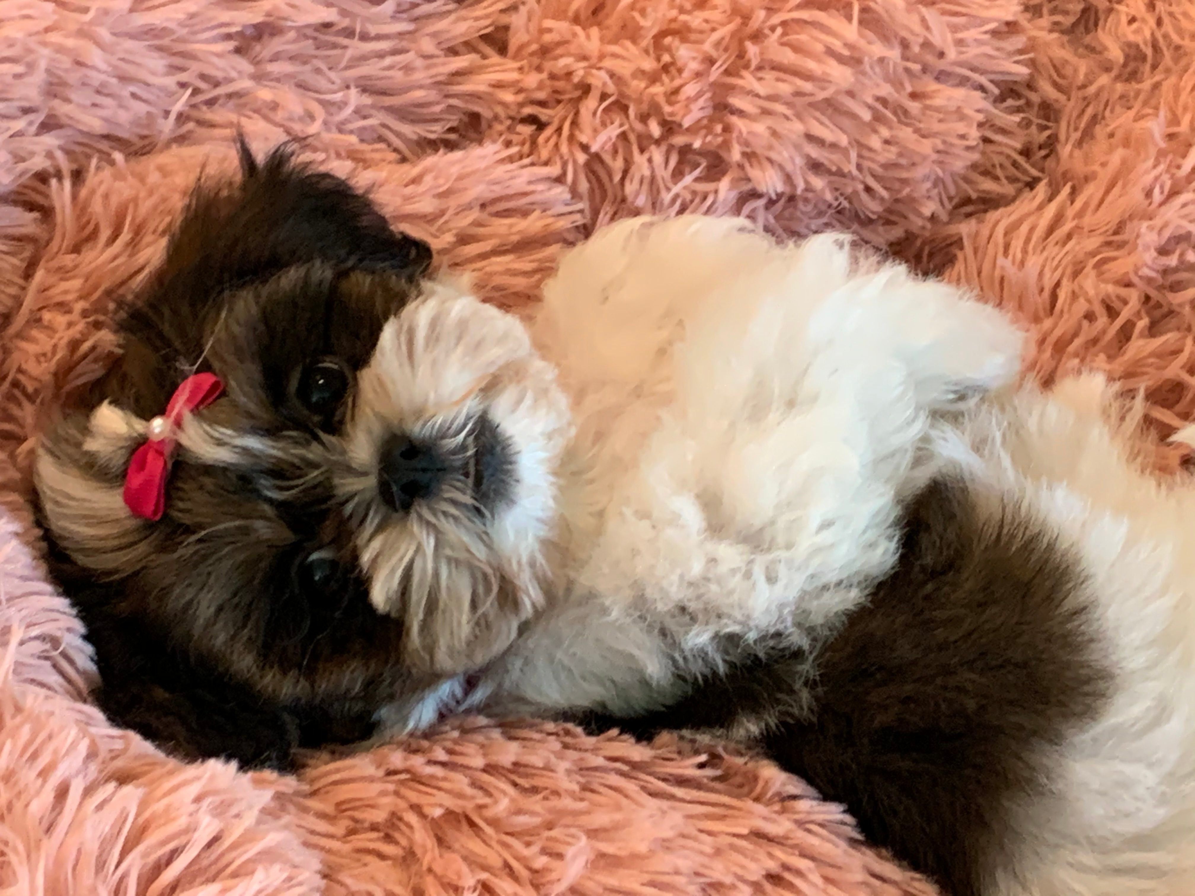 Teddy Bear Puppy for Adoption