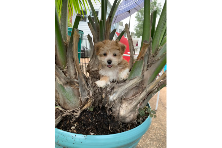 Funny Yorkie Chon Designer Pup