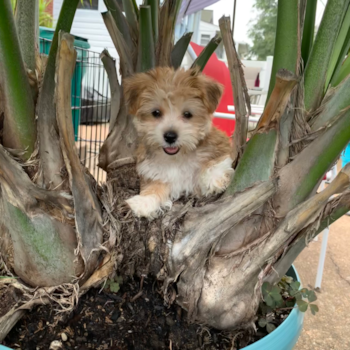 Friendly Yorkie Chon Pup in Affton MO