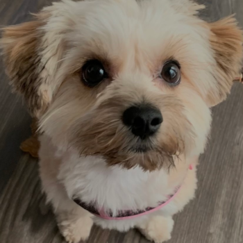 Friendly Yorkie Chon Pup in Wilmington NC