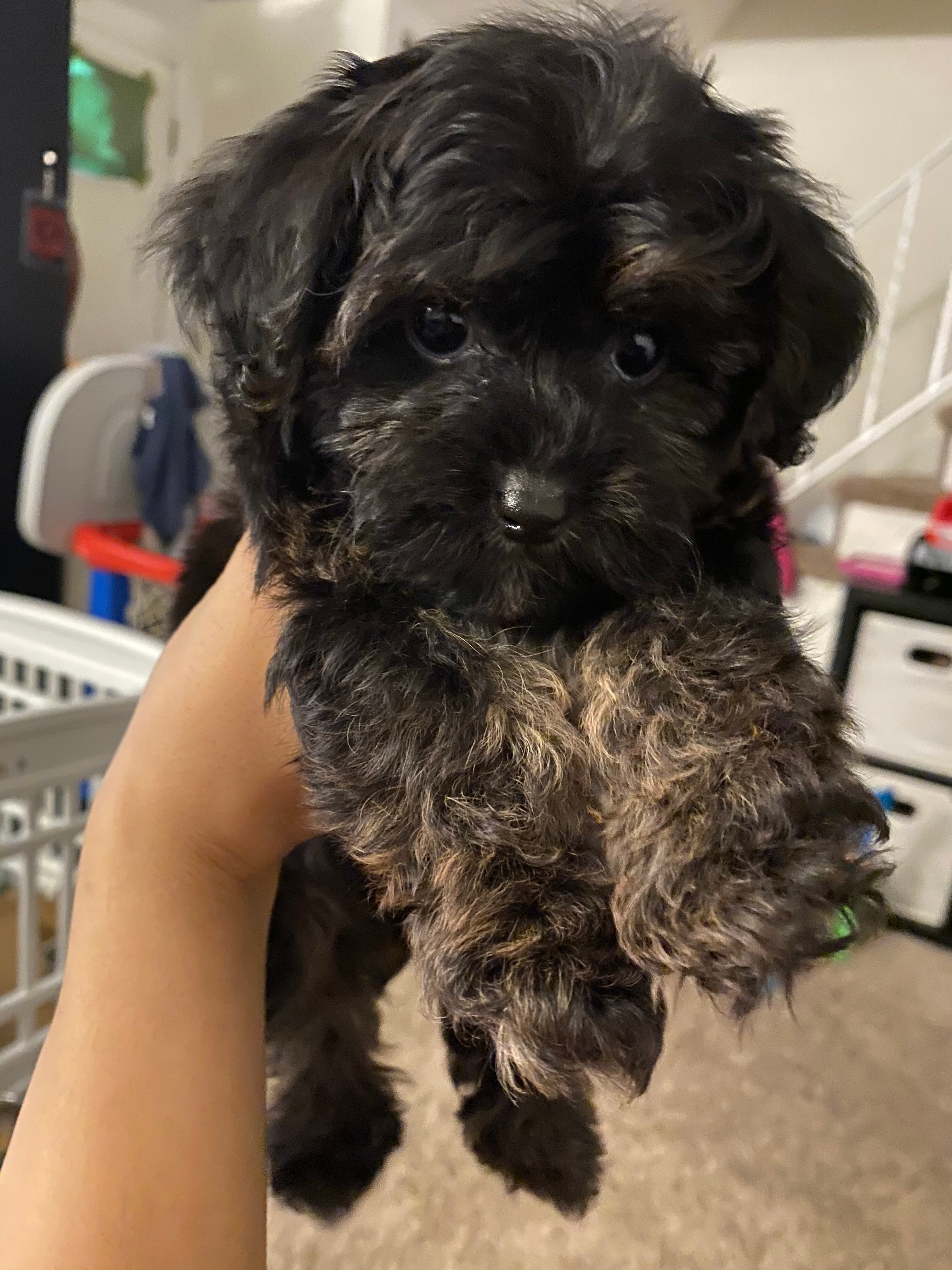 Happy Yorkie Poo Baby