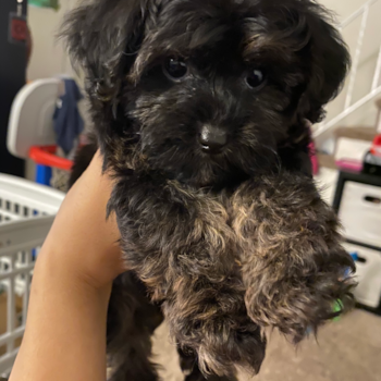 Yorkie Poo Being Cute