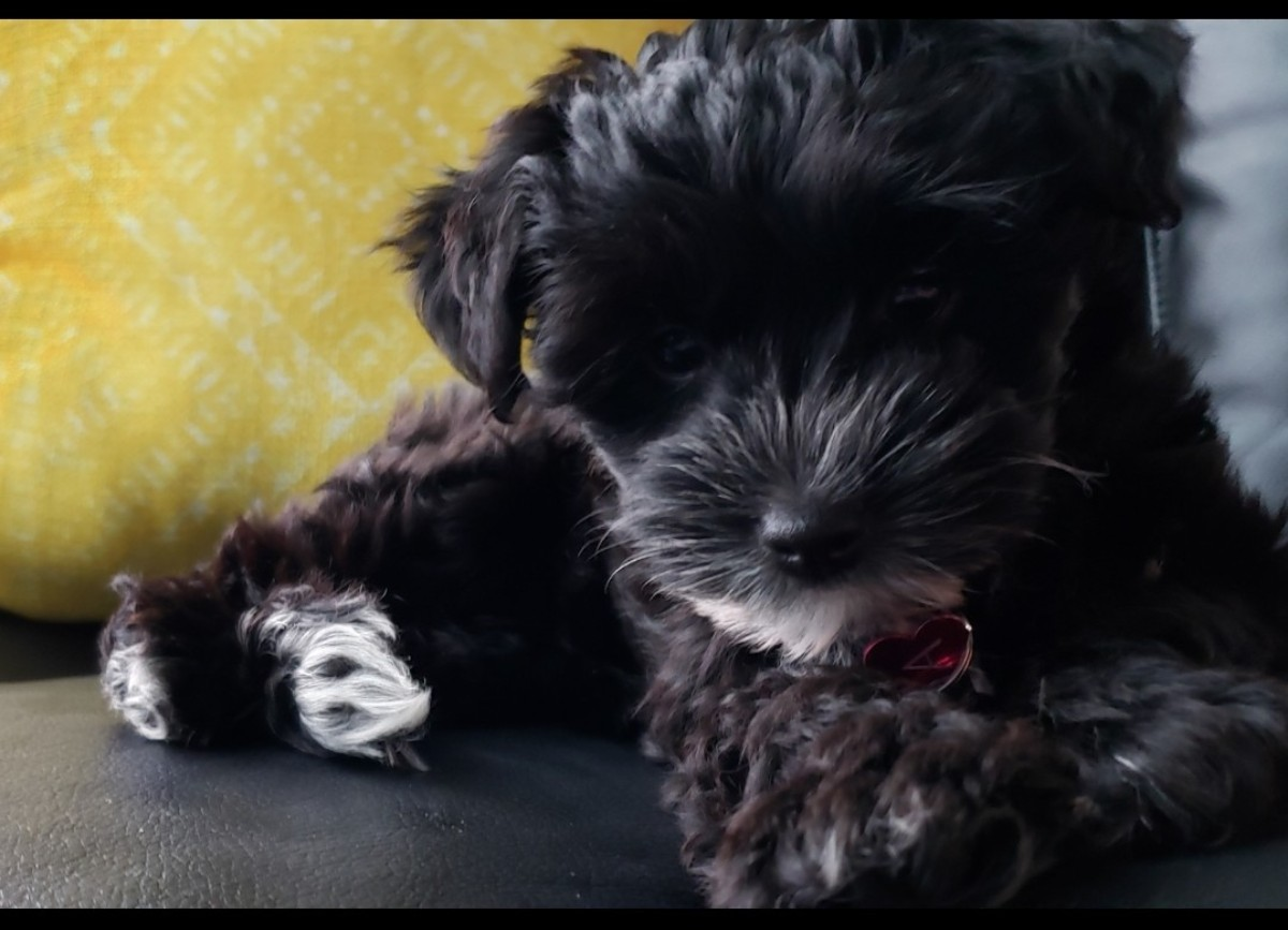 Cute Yorkie Poo Baby