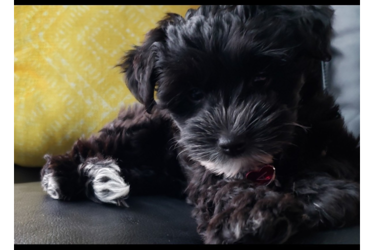 Cute Yorkie Poo Baby