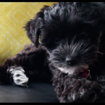 Adorable Yorkie Doodle Poodle Mix Pup