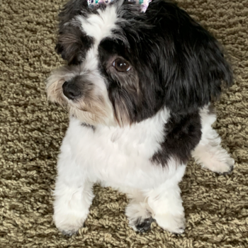 Happy Yorkie Poo Pup