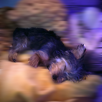 Happy Yorkie Purebred Pup