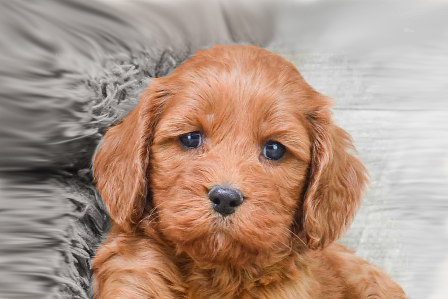 Cockapoo Puppies For Sale - Premier Pups