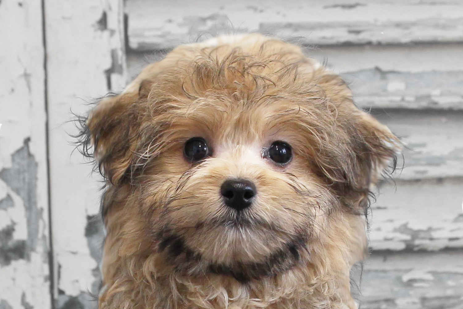 Pomapoo Puppies For Sale - Premier Pups