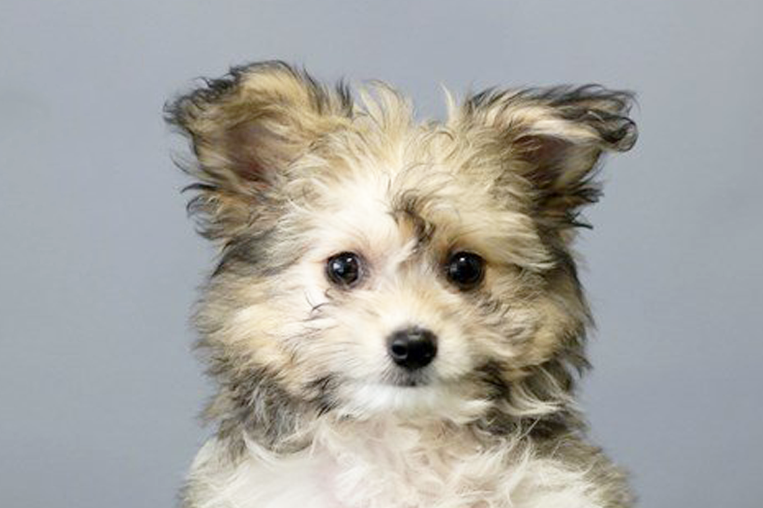 Pomachon Puppies For Sale - Premier Pups