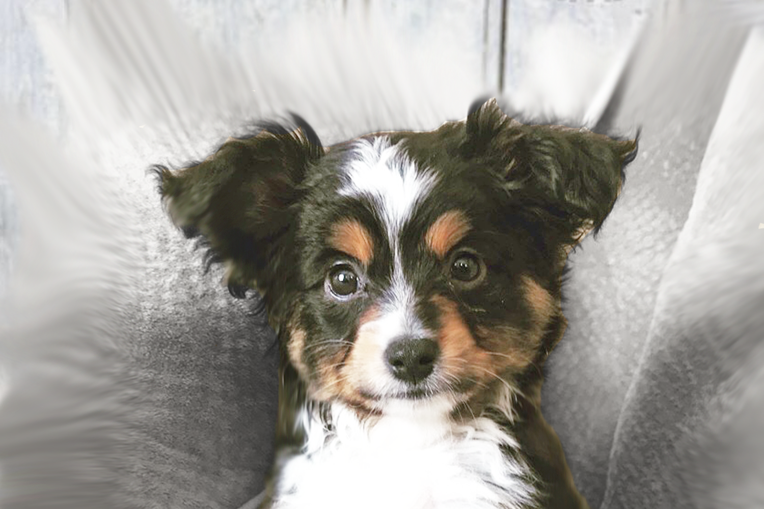 Mini Aussie Puppies For Sale - Premier Pups