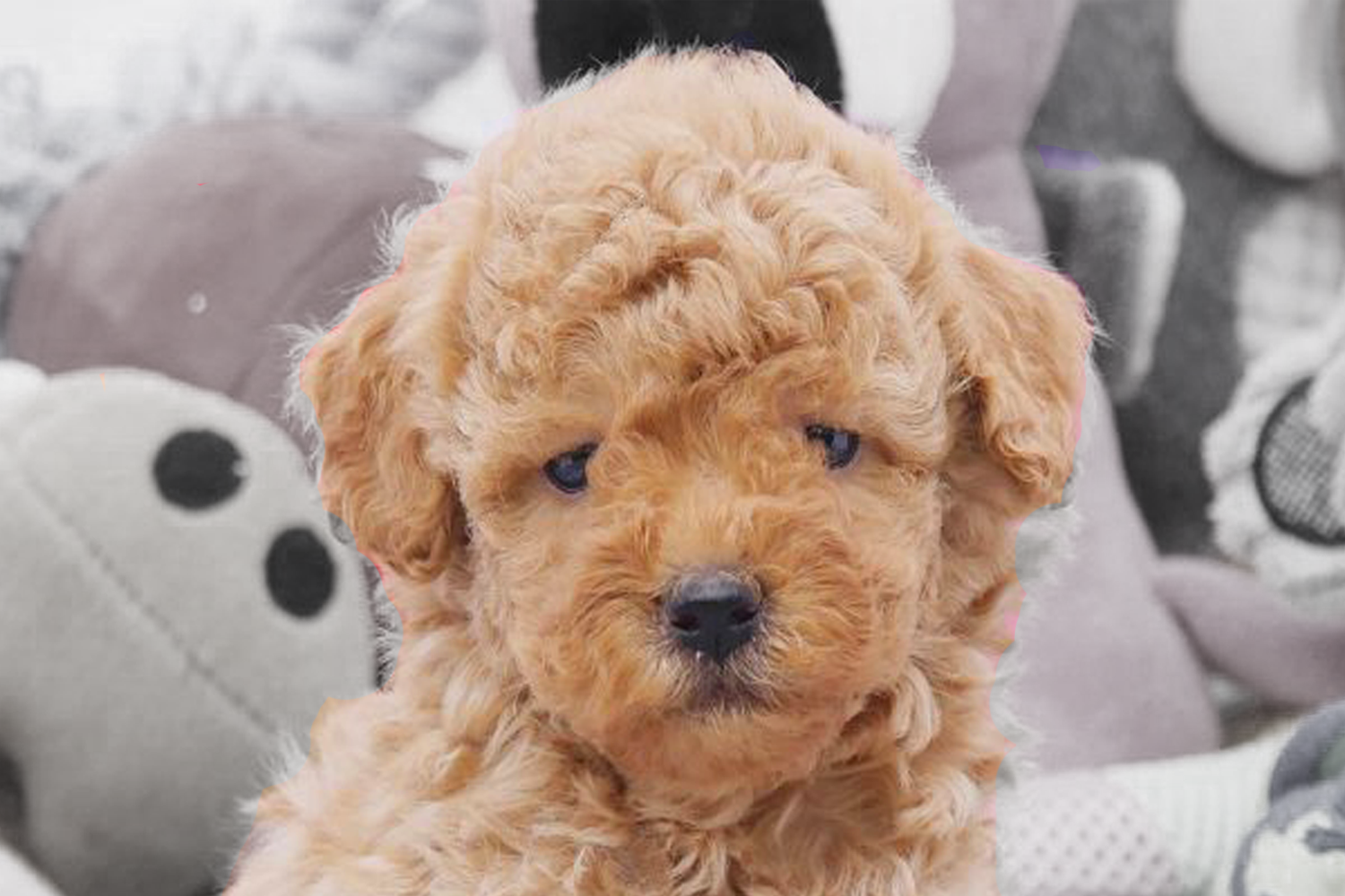 Poochon Puppies For Sale - Premier Pups