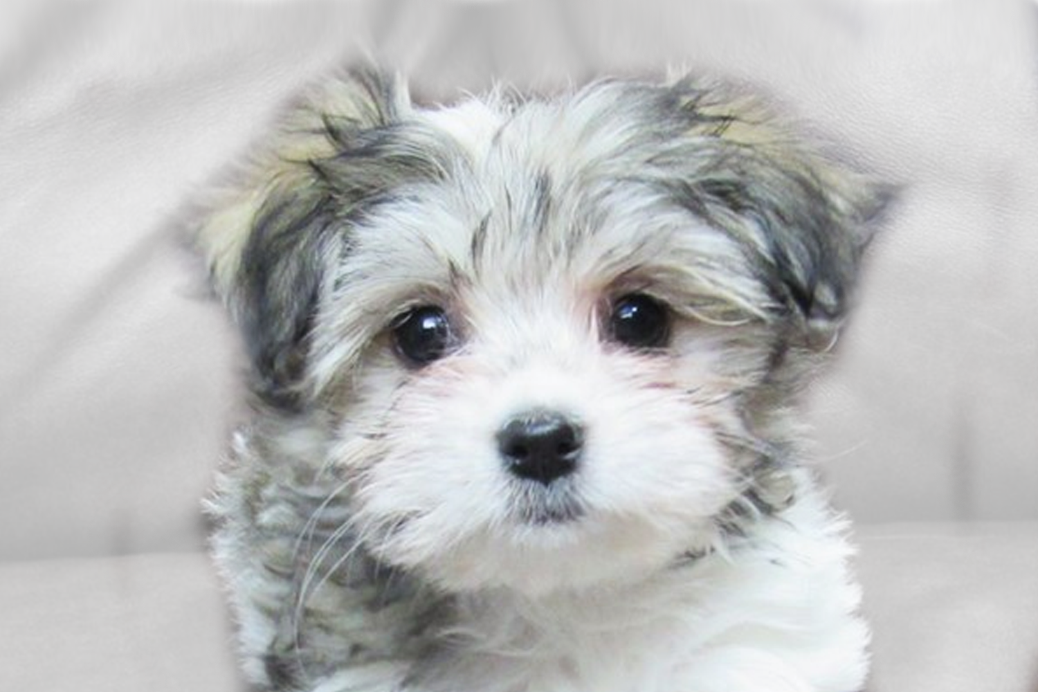 Havachon Puppies For Sale - Premier Pups